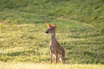 White-tailed deer fawn in morning light
