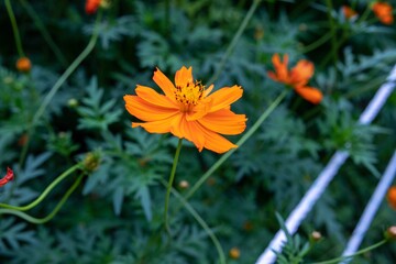 orange flower in the garden