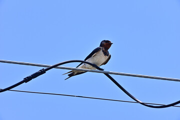 Japanese Swallow - 376152153