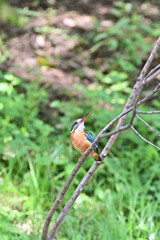 kingfisher on a branch - 376152167