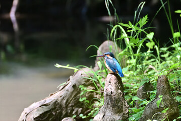 Japanese kingfisher - 376152177