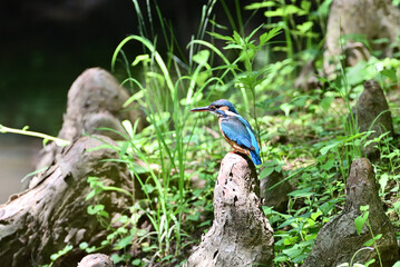 Japanese kingfisher - 376152188