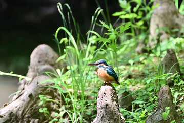 Japanese kingfisher - 376152195