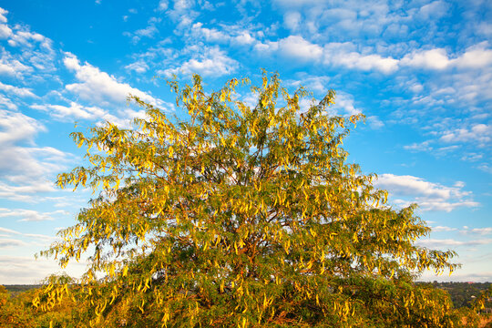 Honey Locust tree in summer . Gleditsia Triacanthos tree