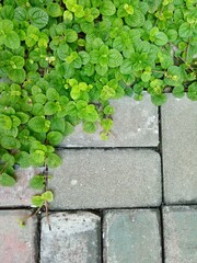 Green ivy on the paving stone
