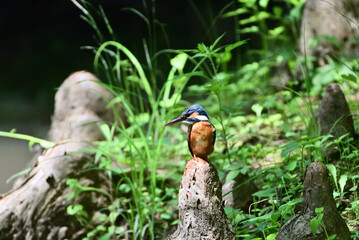 Japanese kingfisher - 376152319