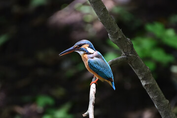 kingfisher on a branch - 376152325