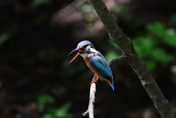 Kingfisher to spit out pellet - 376152331