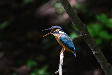 Kingfisher to spit out pellet - 376152336