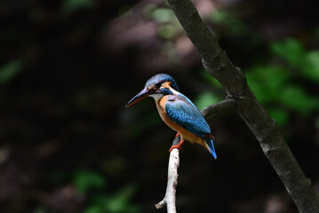 kingfisher on a branch - 376152345