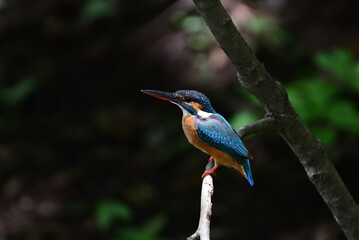 kingfisher on a branch - 376152349