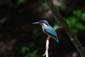 kingfisher on a branch - 376152354