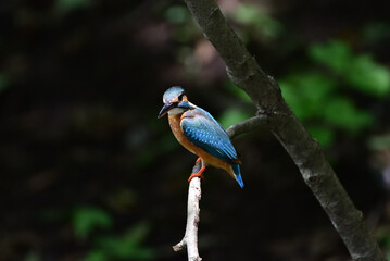 kingfisher on a branch - 376152362
