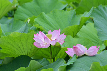 pink lotus flowers in Japan - 376152516