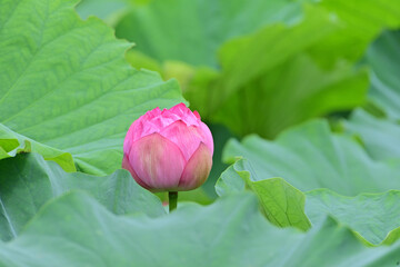pink lotus flower in Japan - 376152577