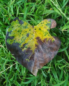 heart leaf on the grass