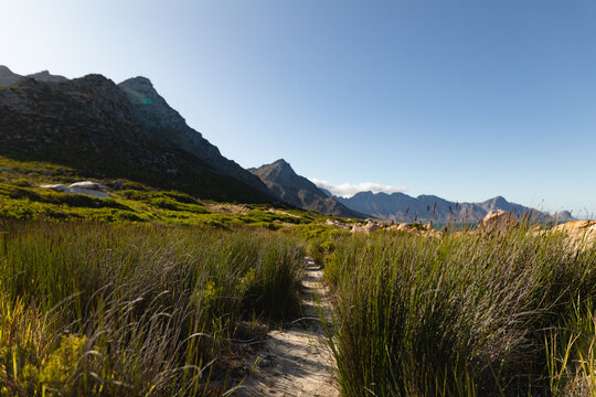 Walking trail through grass