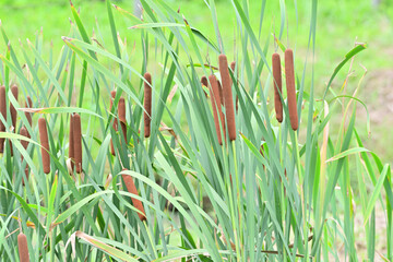 cattail in Japan - 376152919