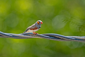 Zebra Finch in the Backyard, probably someone's pet got loose and now free in the wild.