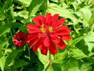 한강공원 야생화 꽃밭의 빨간 꽃 클로즈업