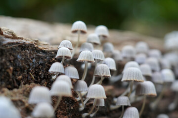 イヌセンボンダケ