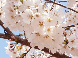 한국의 벗꽃나무