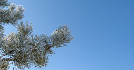 The green branch of the pine is covered with frost. Background - blue sky. Concept - the holiday of Christmas, New Year. Selective focus.