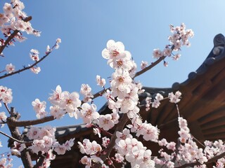 한옥 처마를 배경으로 한 매화나무 꽃 클로즈업
