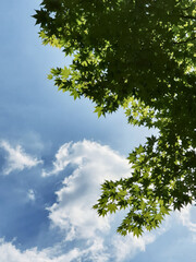 맑은 하늘의 구름과 나뭇잎