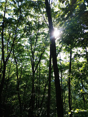 Obraz premium 푸른 여름 숲 속 풍경