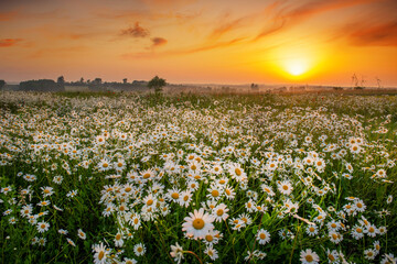 Beautiful summer sunrise over daisy flowers field field