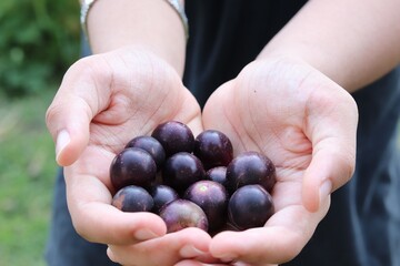hands holding a handful of fresh dark grapes
