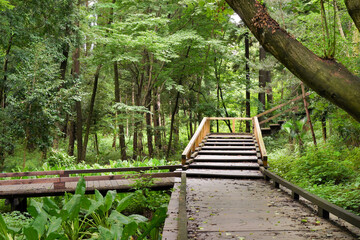 Obraz premium 公園の木道 