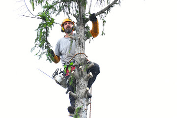 Tree trimmer with chainsaw and helmet, at top of tree