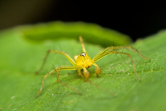 Yellow spider on green leaf.