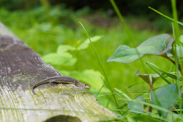 公園の木道にいた、ニホンカナヘビ	