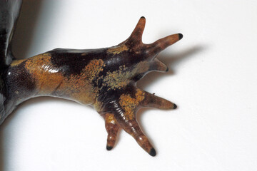 The front limb of an adult female Tiger Salamander (Ambystoma tigrinum) that has developed a deformity.  These types of limb deformity are often caused by parasitic trematode infection.  - obrazy, fototapety, plakaty