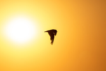 atardecer