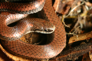 Close-up of head of a sharp tailed snake (Contia tenuis).