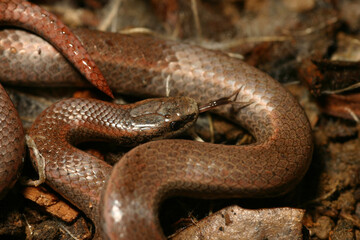 Close-up view of a Sharp-Tailed Snake (Contia tenuis) showing its eponymous sharp tail. It is sticking out its tongue to sense smells. 