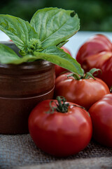 Récolte de tomates