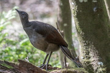 Fototapeta premium Superb Lyrebird resting on a rainforest log