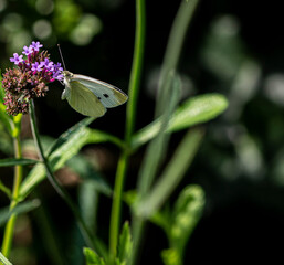 Cabbage White Butterfly Foraging on a Flower