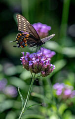 Naklejka na ściany i meble Macro of a Pipevine Swallowtail Butterfly on a Flower