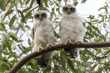Fledgling Powerful Owls perched high in tree