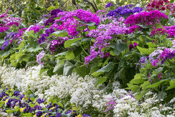 Colourful flowers in garden bed