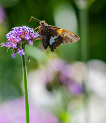 Colorful Macro of a Silver Spotted Butterfly on a Flower