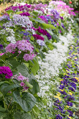 Obraz premium Colourful flowers in garden bed