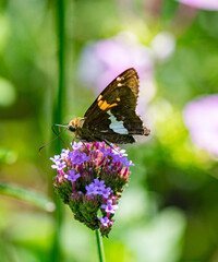 Close Up of a Silver Spotted Skipper Butterfly