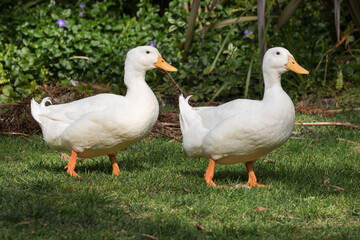 White ducks walking across  a park lawm